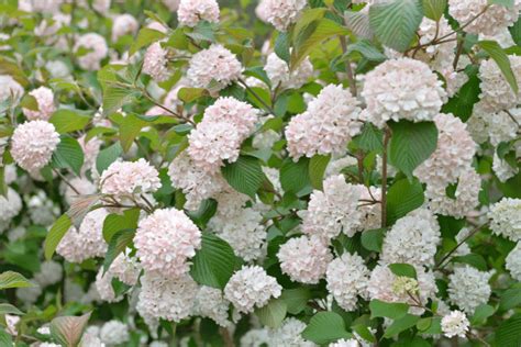 Viburnum snoeien .